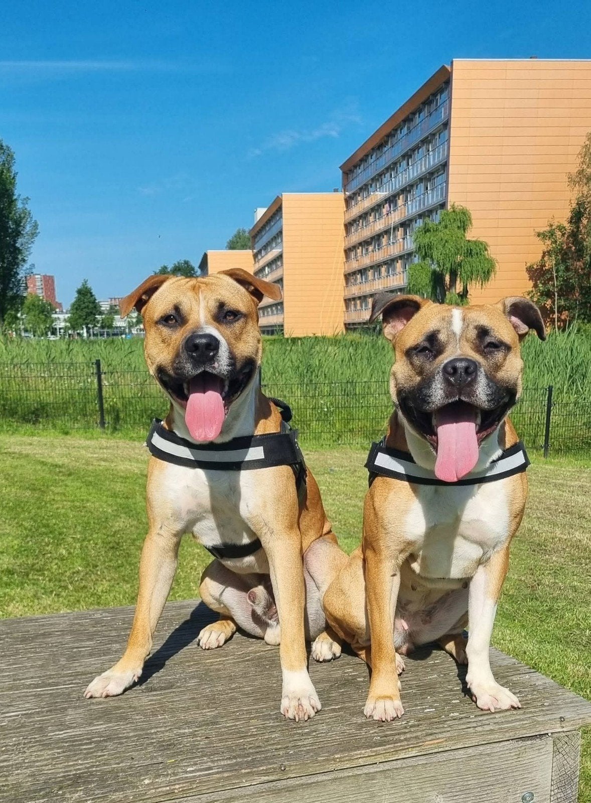 gezocht een gouden mandje voor Bella en Nino, Dieren en Toebehoren, American Staffordshire Terriër, Teef, Meerdere, 3 tot 5 jaar