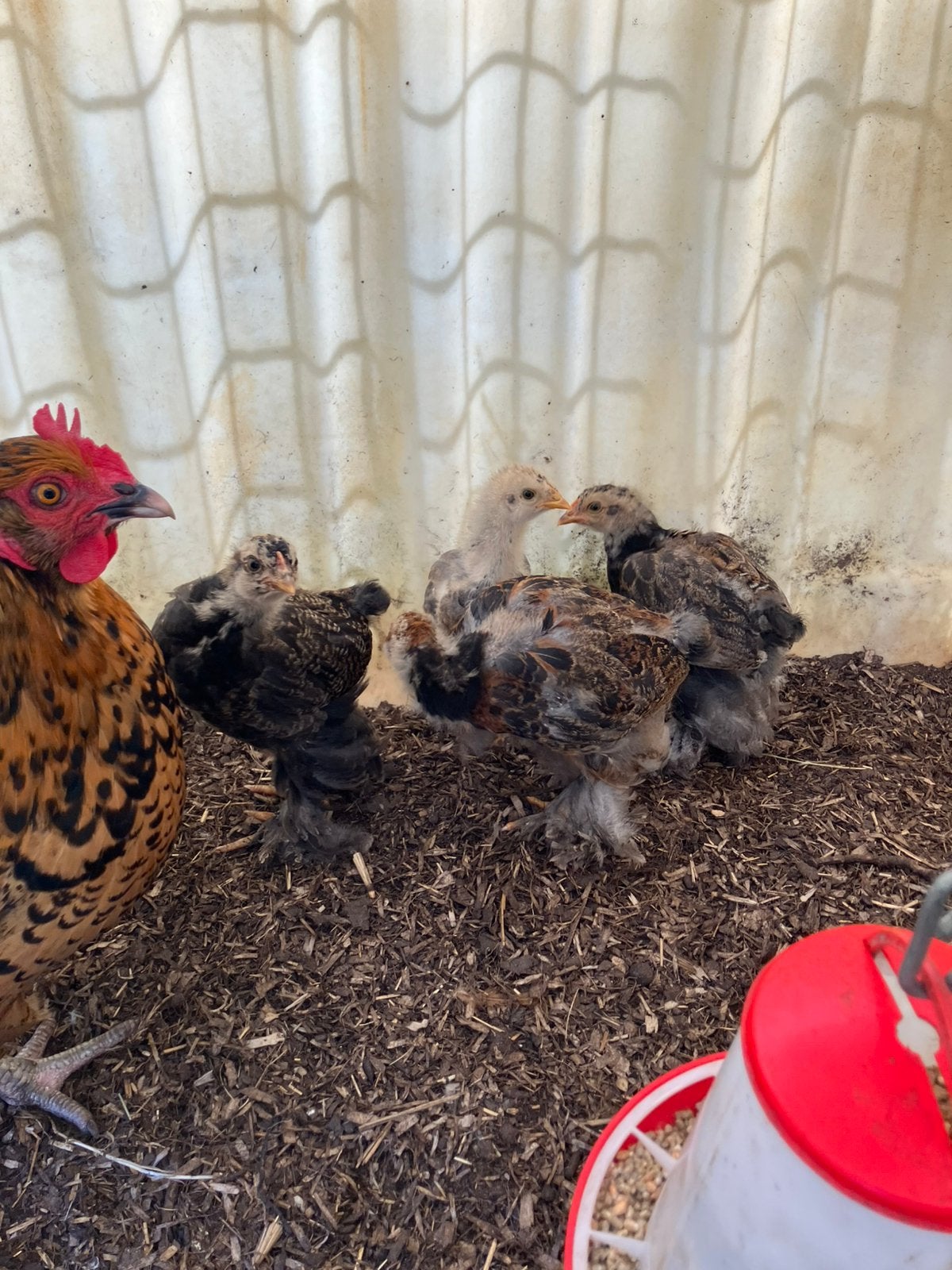 4 brahma kuikens