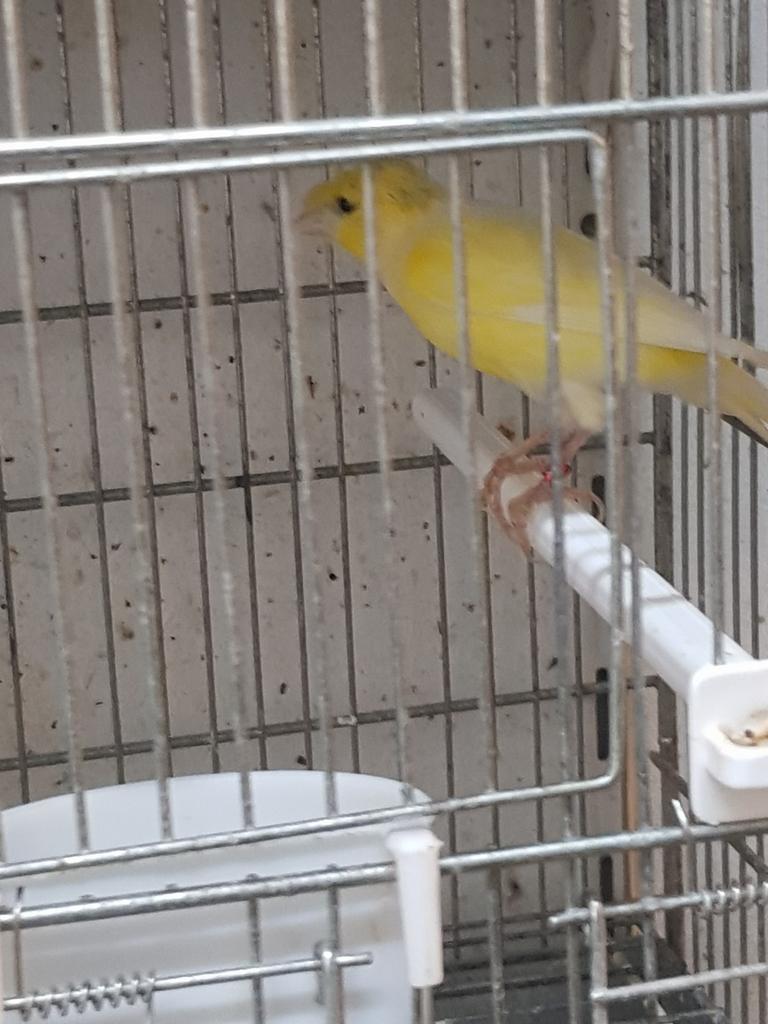 Kanaries verschillende kleuren mannen en poppen, Dieren en Toebehoren, Vogels | Kanaries, Meerdere dieren, Kleurkanarie
