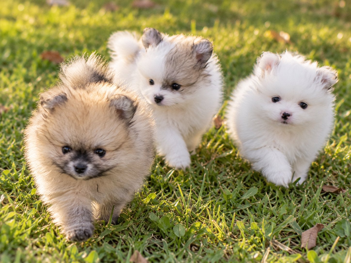 Pomeranian puppy’s | 2 teefjes & 1 reutje | 8 weken, Overige rassen, 8 tot 15 weken, CDV (hondenziekte), Meerdere