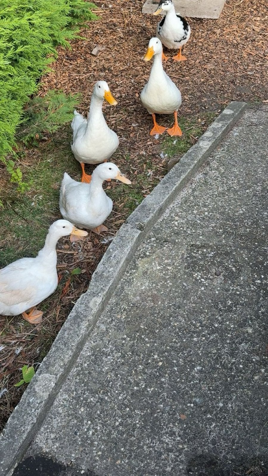 Uitkomende eenden eieren te koop, Dieren en Toebehoren, Pluimvee, Meerdere dieren, Eend