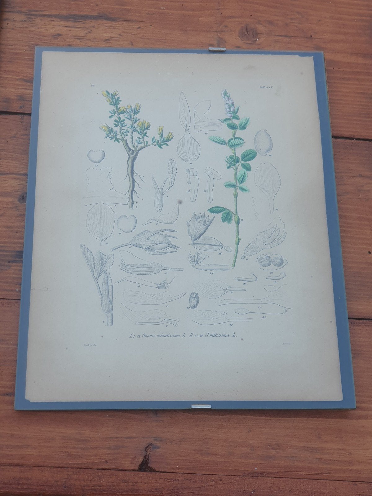 Antieke Botanische Prent – H.G. Reichenbach - Stalkruid, Ophalen