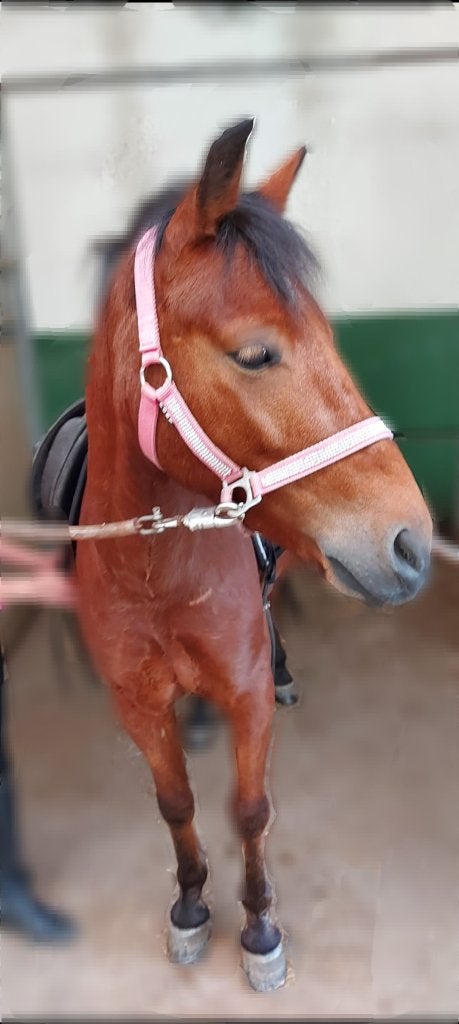 pony gezocht!, Dieren en Toebehoren, Ophalen of Verzenden, Recreatie