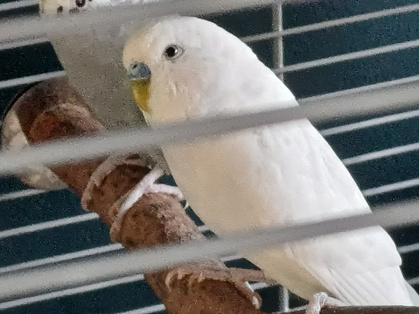 Gratis af te halen, Dieren en Toebehoren, Vogels | Kanaries, Mannelijk, Kleurkanarie