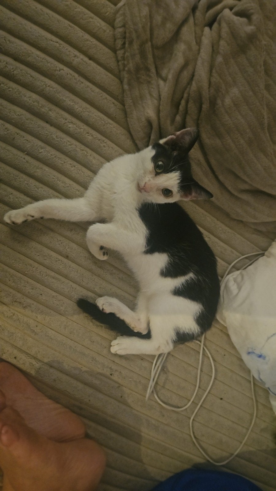 kater 4maanden, Dieren en Toebehoren, Katten en Kittens | Raskatten | Korthaar, Kater, Ontwormd, 0 tot 2 jaar
