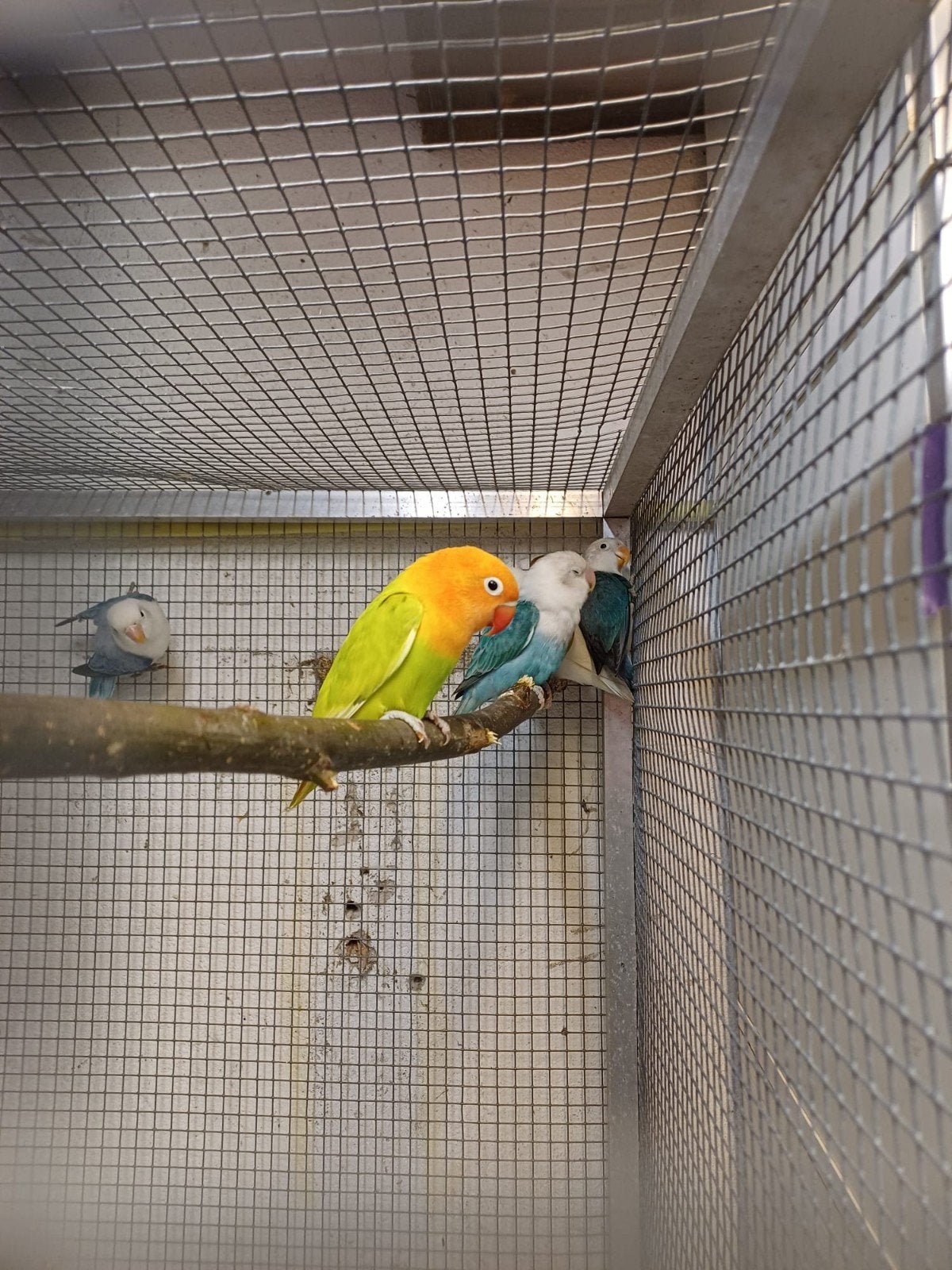 fischeri in diverse kleuren, Dieren en Toebehoren