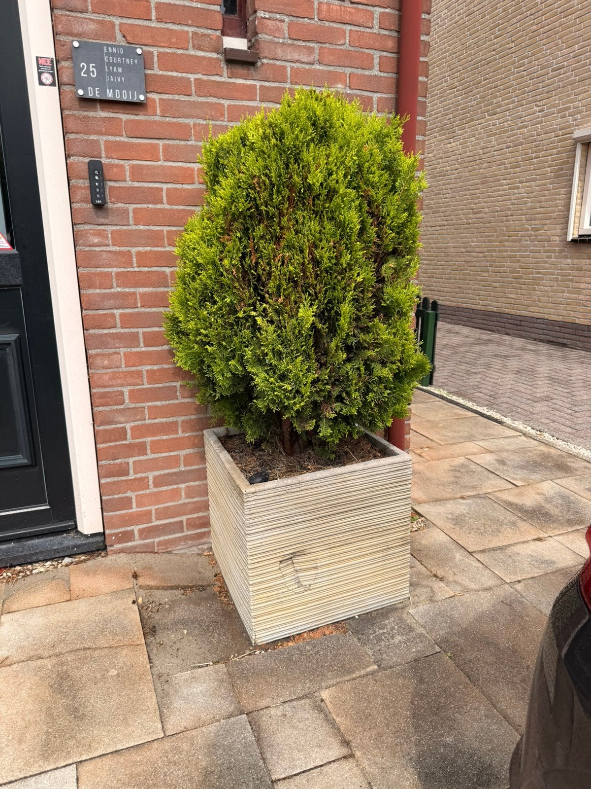 Gratis plantenbak, Tuin en Terras, Planten | Bomen, Overige soorten, 100 tot 250 cm, Zomer, Ophalen
