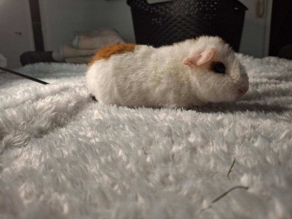 US Teddybeer, Cavia, April, Mannelijk, Tam