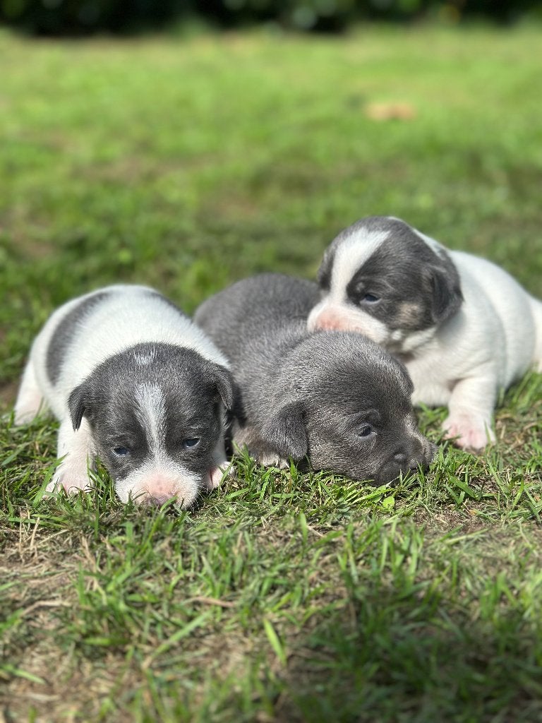 Prachtige Jack Russels aangeboden, Jack Russell Terriër, 8 tot 15 weken, Parvo, Meerdere