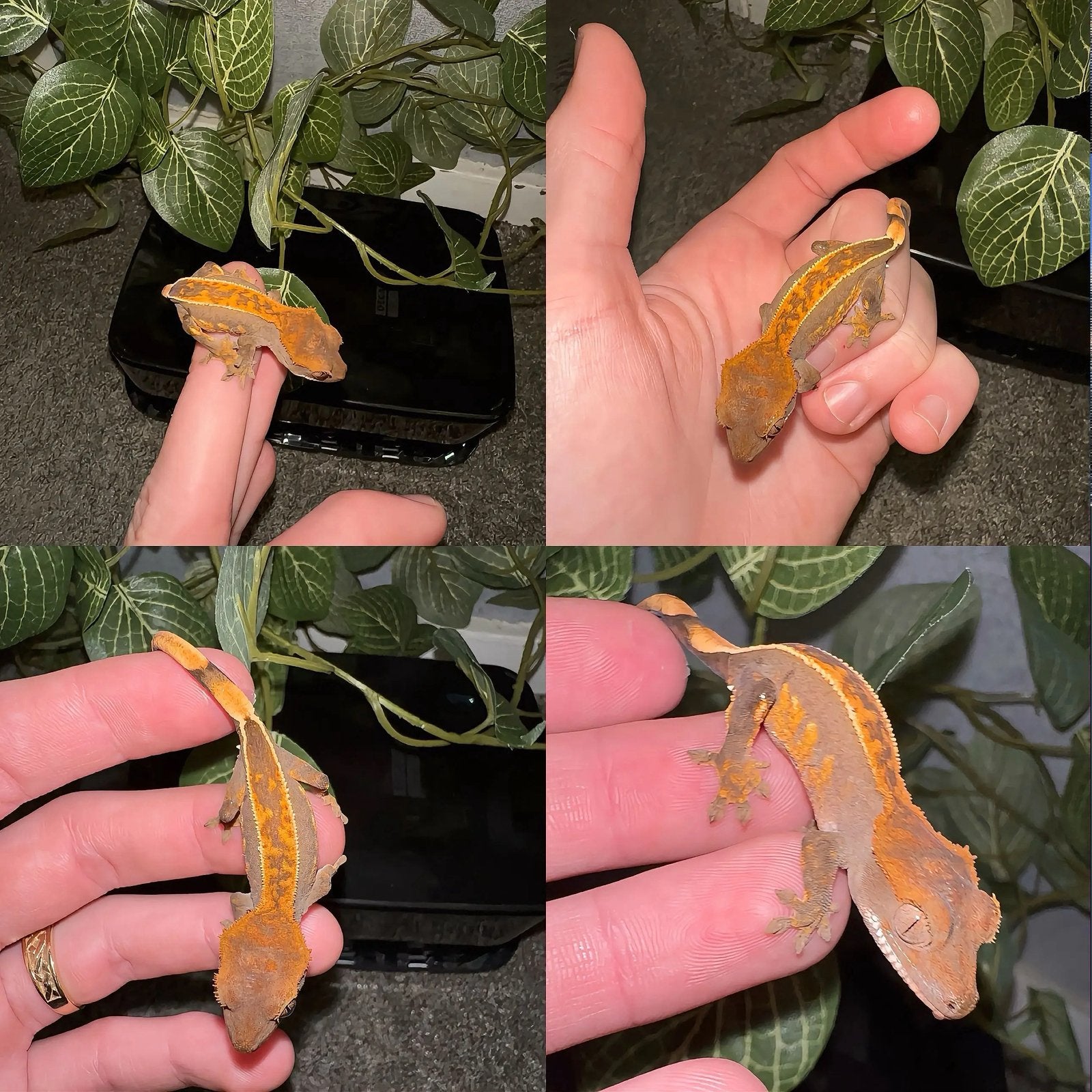 Wimpergekko baby, Hagedis, 0 tot 2 jaar