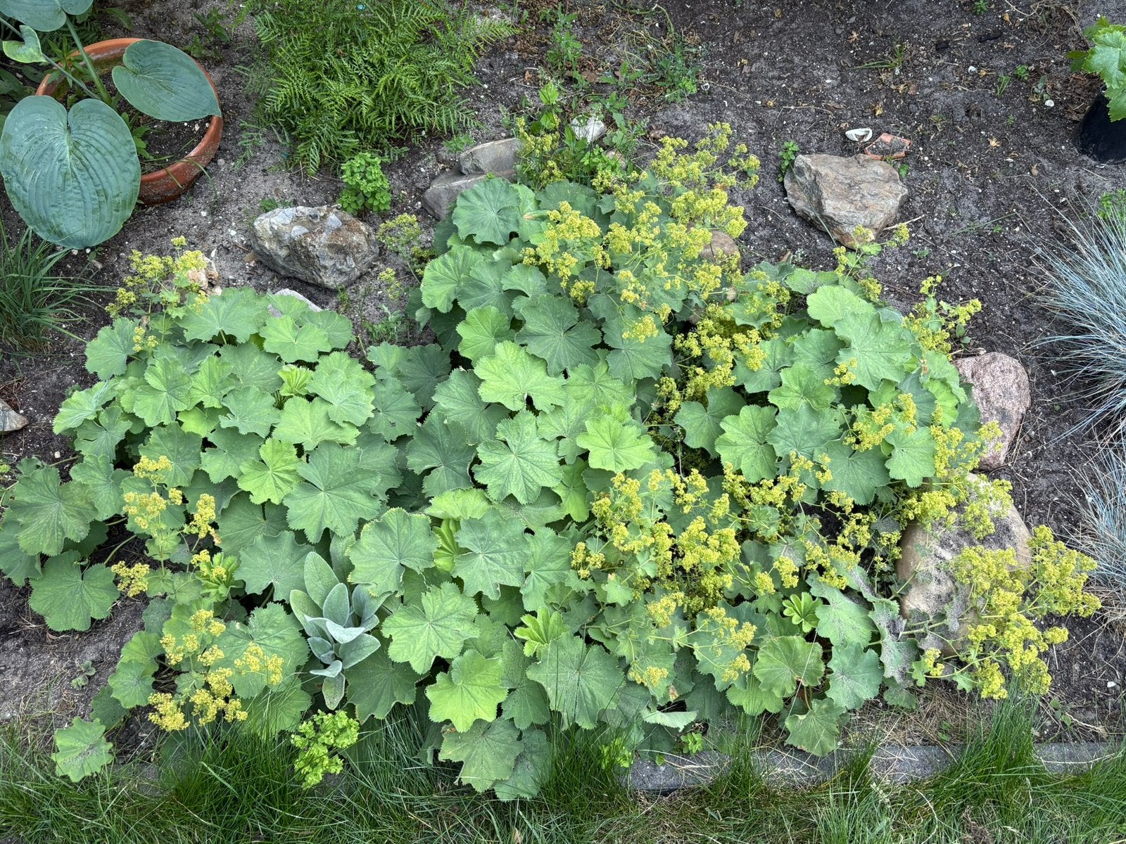 6 grote pollen Vrouwenmantel (Alchemilla mollis), Ophalen, Siergrassen, Halfschaduw