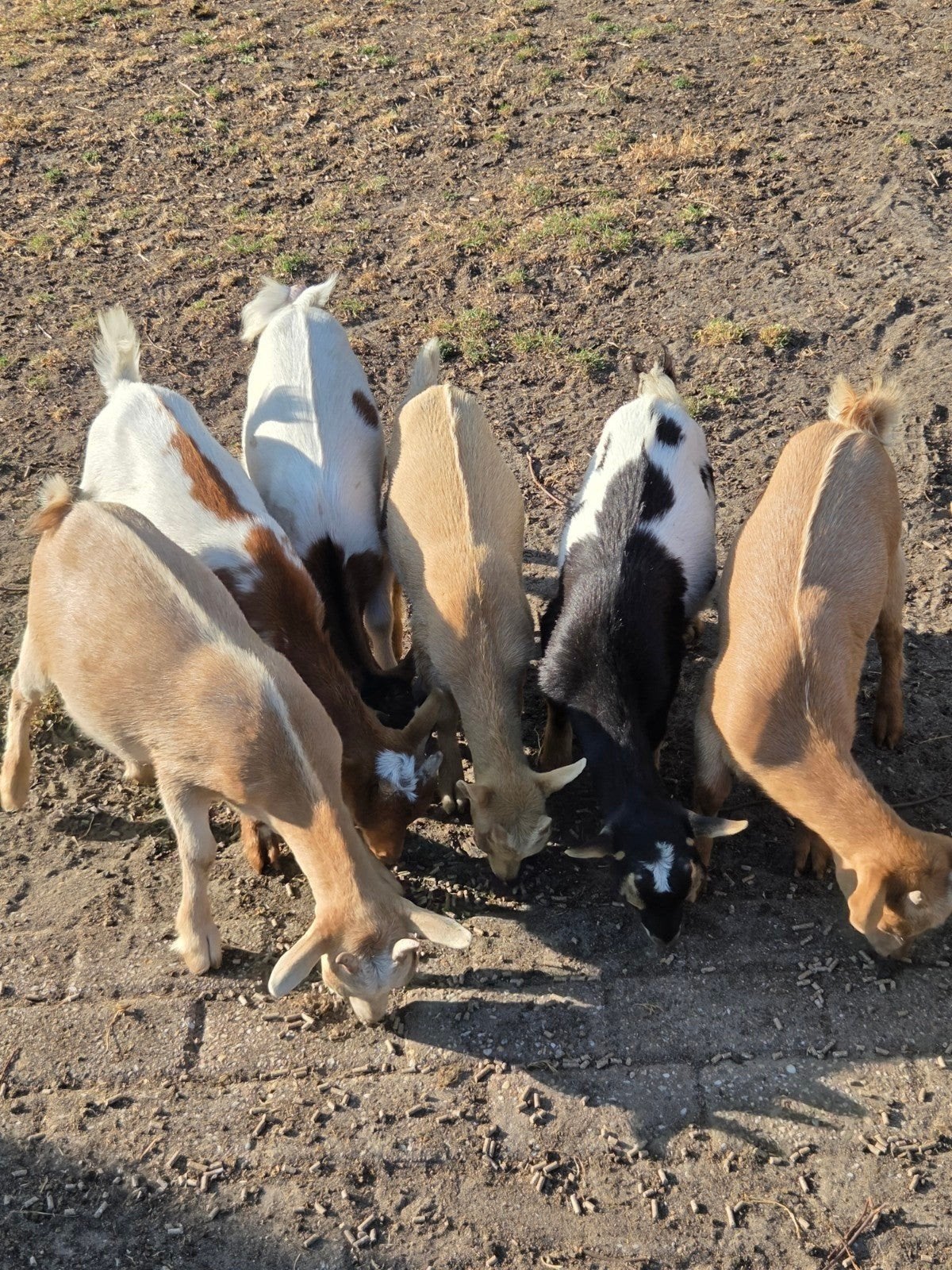 Hele mooie dwerggeitjes, Dieren en Toebehoren, Schapen, Geiten en Varkens, Vrouwelijk, Geit