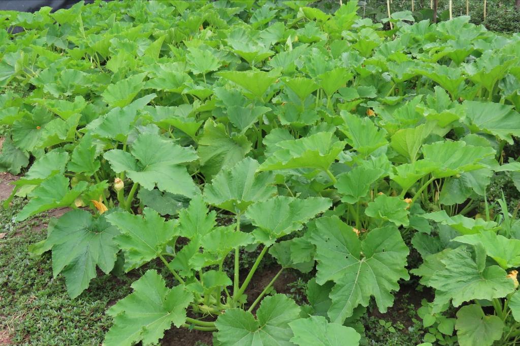 Biologische Groenten van Eigen Bodem (Juni t/m Sept), Tuin en Terras, Planten | Tuinplanten, Ophalen
