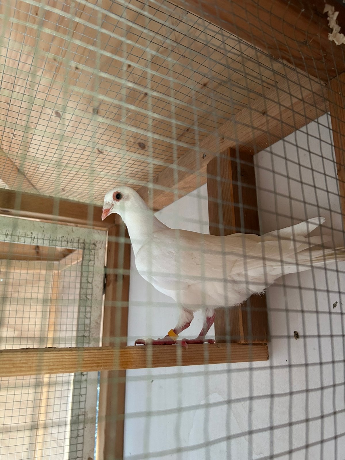 Witte postduiven (sierduiven), Meerdere dieren, Postduif
