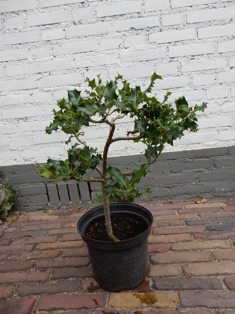 GROENE HULST OP STAM, Vaste plant, Halfschaduw, Lente, Ophalen