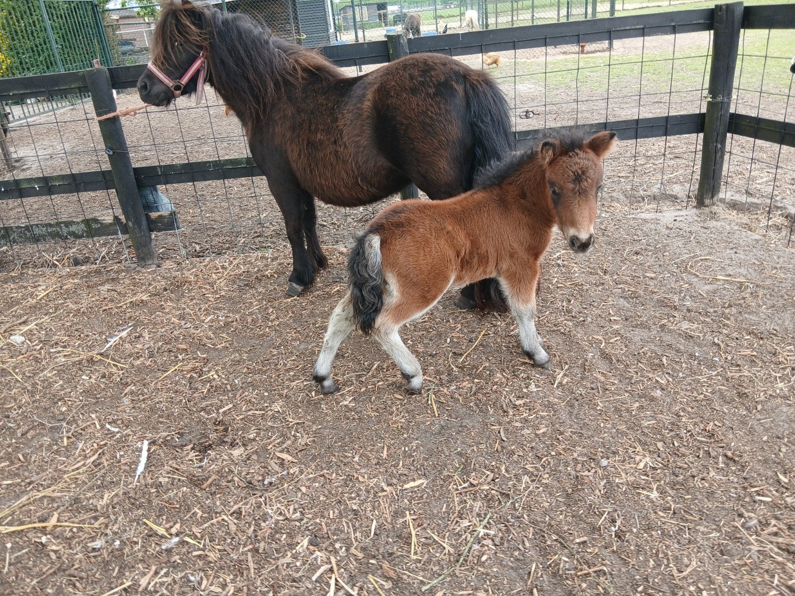 Mooie mini shetlander veulentjes, Dieren en Toebehoren, Pony's, Niet van toepassing, 0 tot 2 jaar, A pony (tot 1.17m), Gechipt
