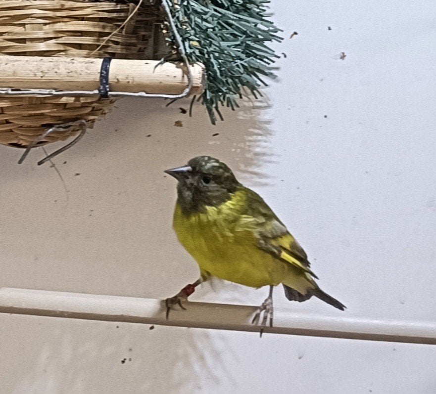 Man zwartkopsijs pastel, Dieren en Toebehoren, Mannelijk, Tropenvogel, Geringd