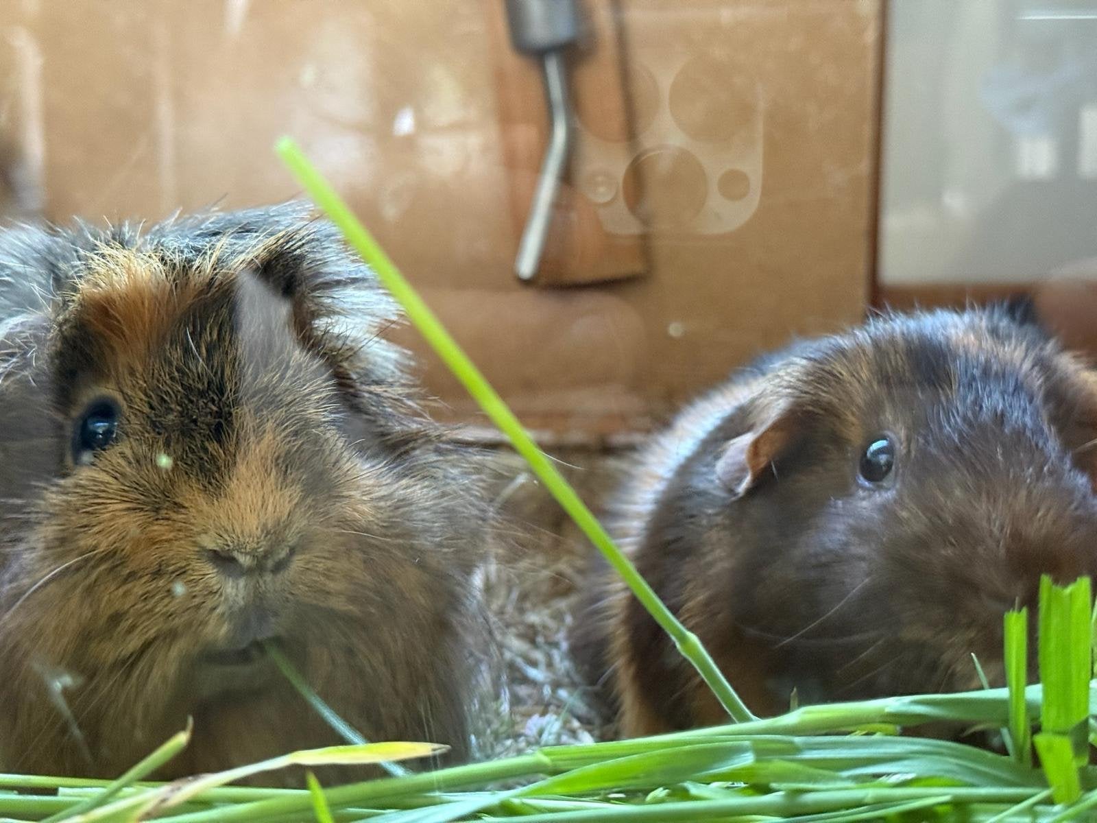 2 schattige cavia’s zoeken een nieuw thuis, Dieren en Toebehoren, Mannelijk, Tam, Maart, Cavia
