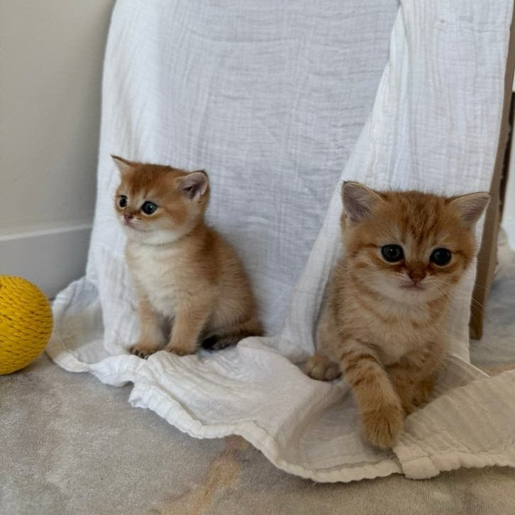 Britse korthaar kittens golden shaded, Dieren en Toebehoren, Poes, Kortharig, 0 tot 2 jaar