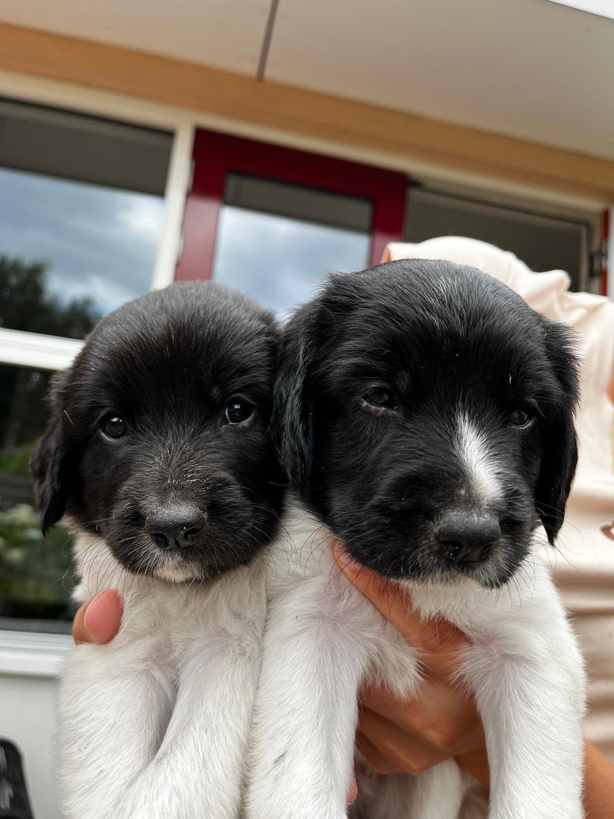 Prachtige pups Friese Stabij/Drentse Patrijs, 8 tot 15 weken, Meerdere, Meerdere dieren, Middel