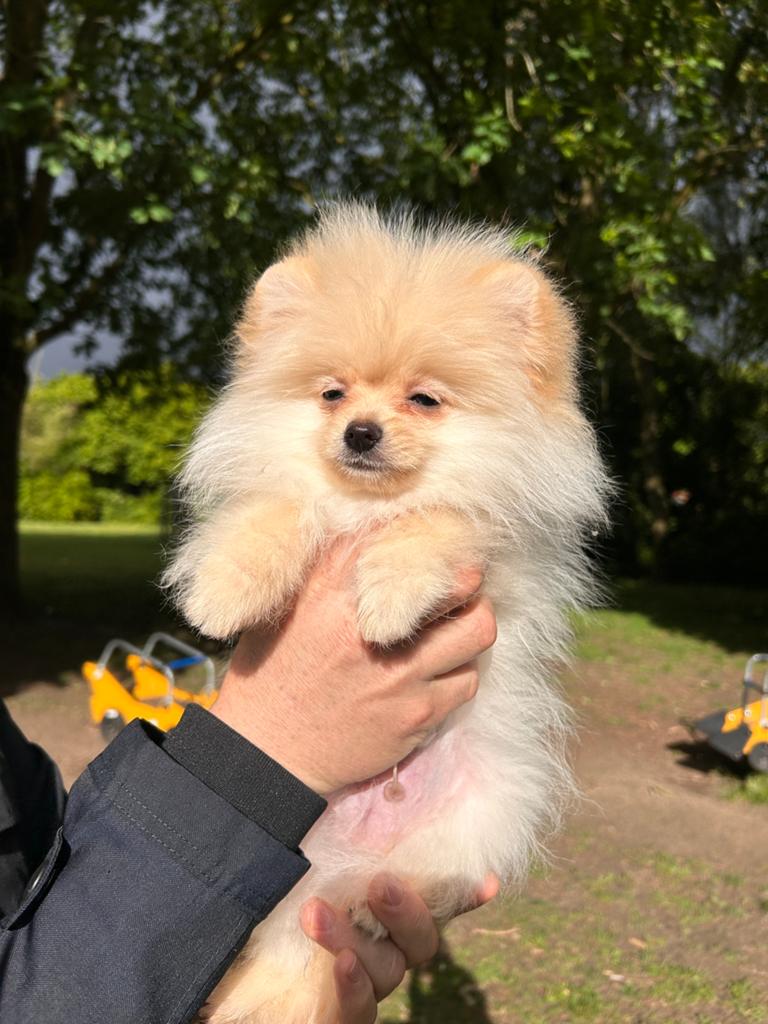 Pomeranian, Dieren en Toebehoren, België, Particulier, Overige rassen, 8 tot 15 weken