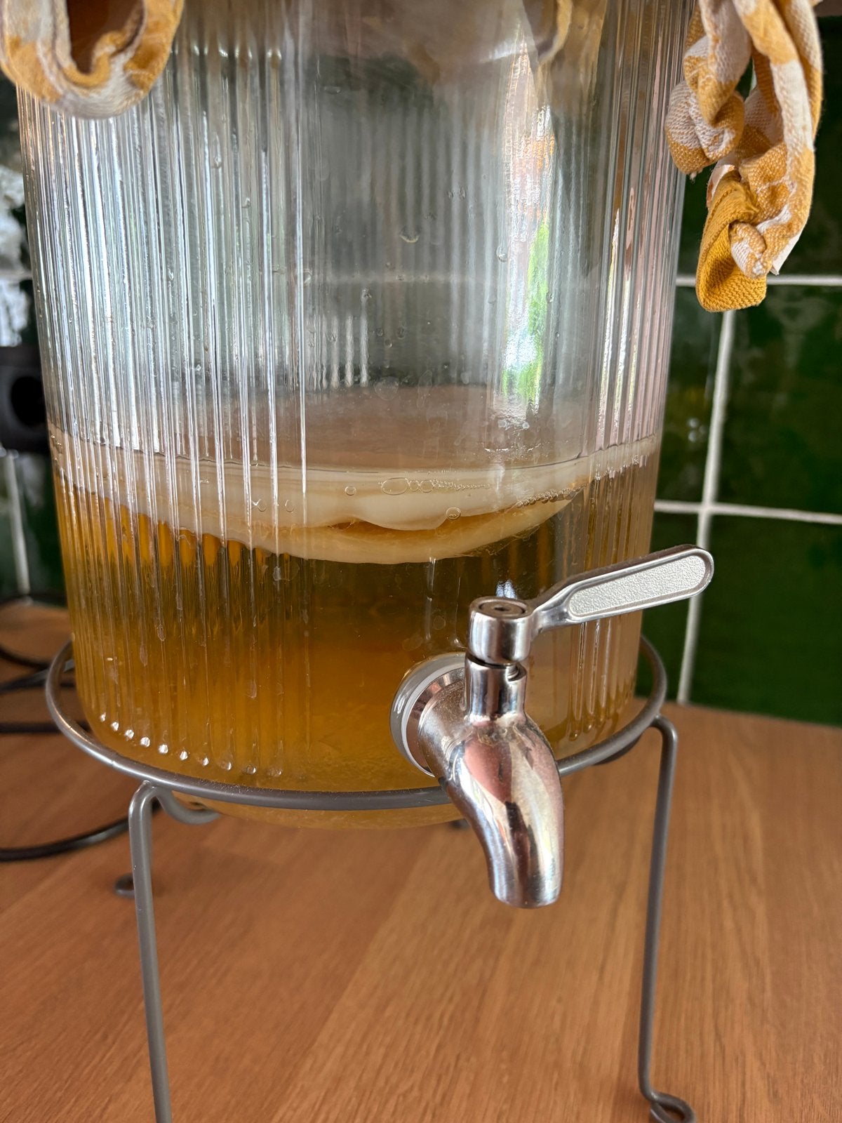 Kombucha scoby met starter Rotterdam, Ophalen