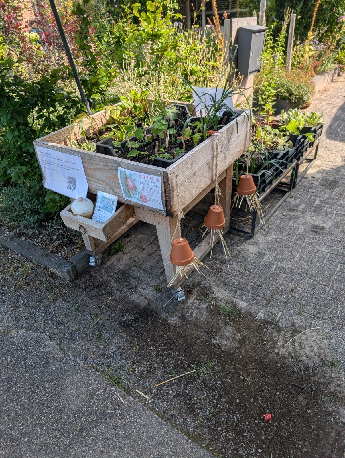 Plantentafel met vele plantjes ( vooral vaste planten), Ophalen, Overige soorten, Volle zon