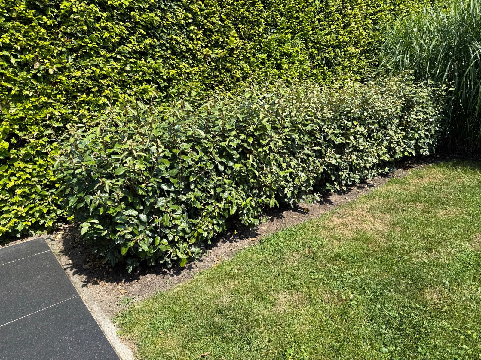 Haag van 14 olijfwilgen (ca. 4m lang, ca. 85 cm hoog), Tuin en Terras, Planten | Struiken en Hagen, Ophalen, Overige soorten, Haag