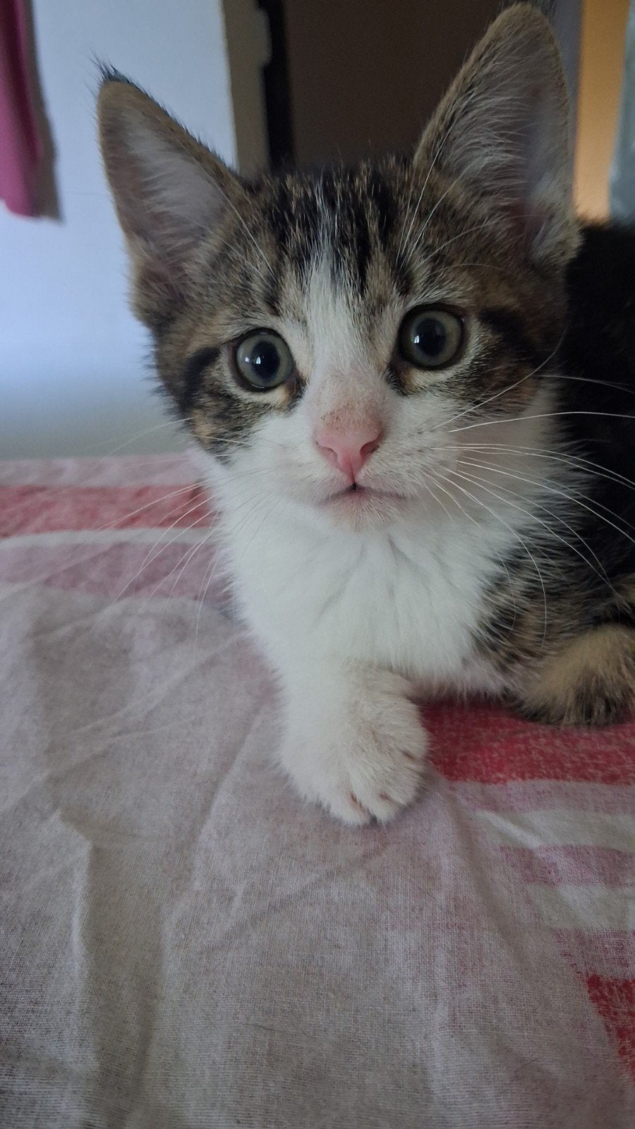 2 kittens die een nieuw huisje zoeken per 27 juli