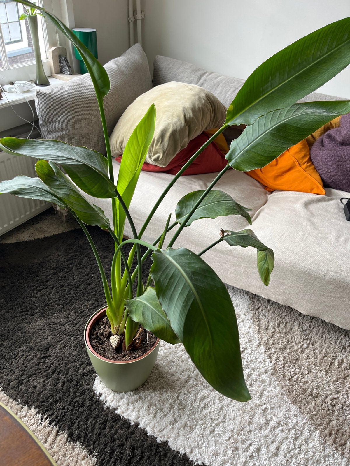 Strelitzia, ongeveer 130cm inclusief pot, Ophalen, In pot, Halfschaduw, 100 tot 150 cm