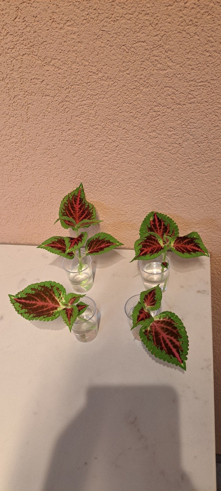 4 aparte roze/bordeau/groene coleus stekken., Bloeiende kamerplant, Ophalen of Verzenden, Halfschaduw, Minder dan 100 cm