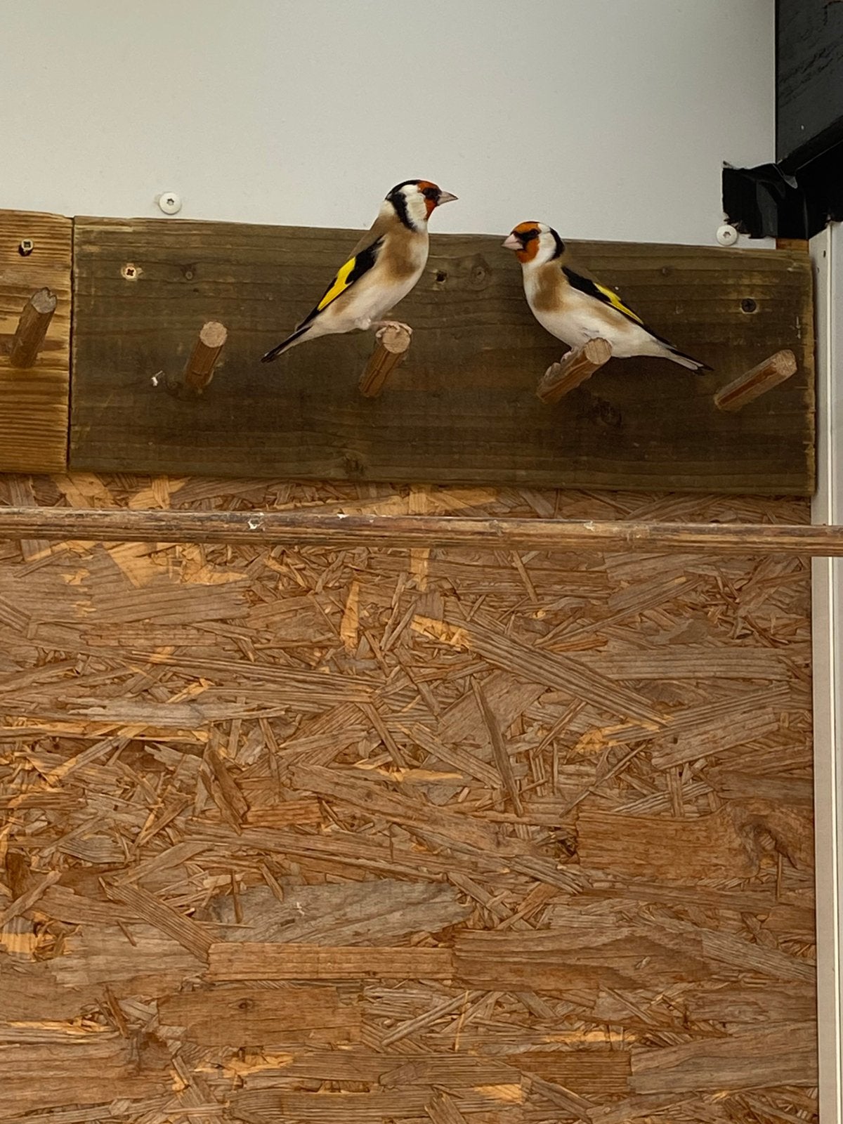Te koop: Major putters, Meerdere dieren, Wildzangvogel, Geringd