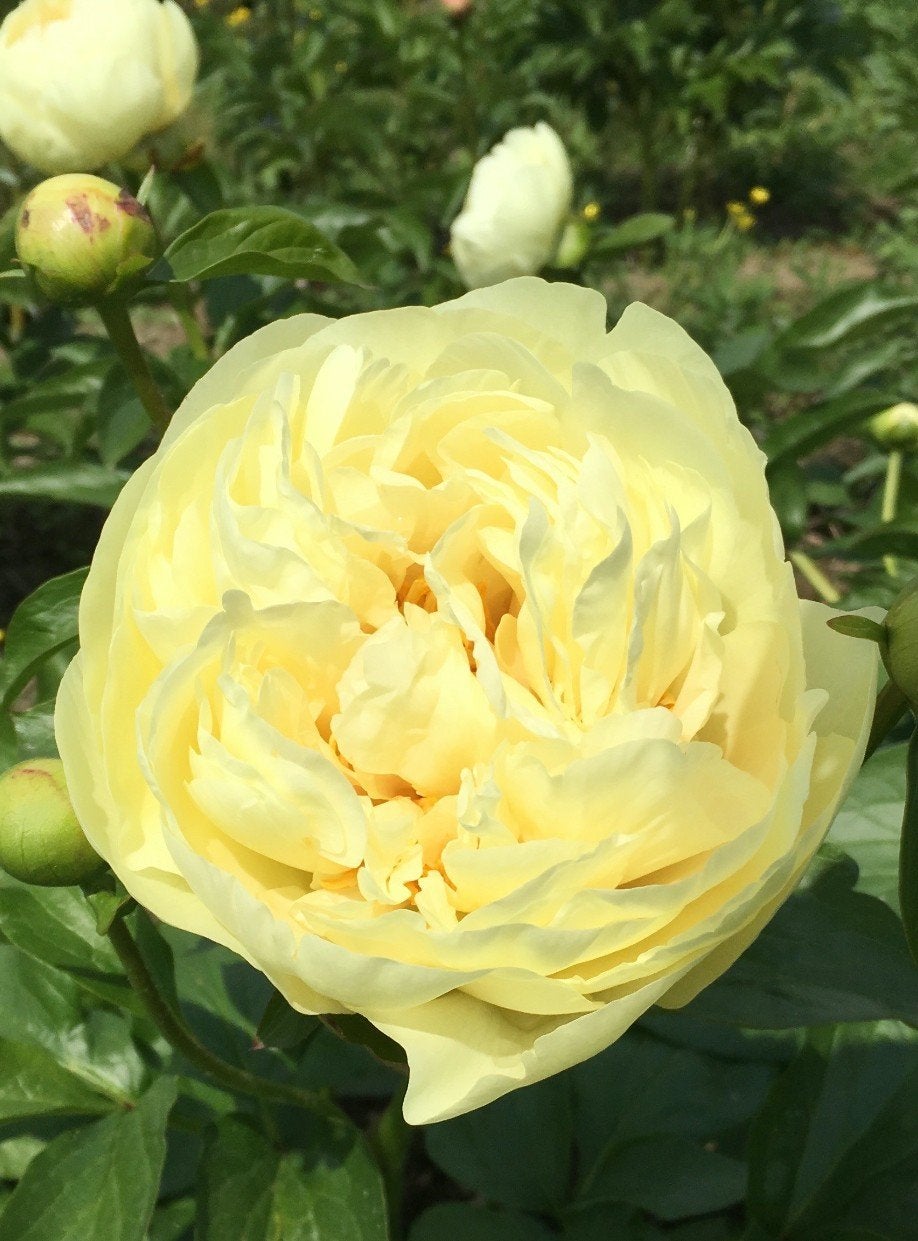 Pioen stek lemon chiffon, Tuin en Terras, Overige soorten, Volle zon, Vaste plant, Ophalen of Verzenden