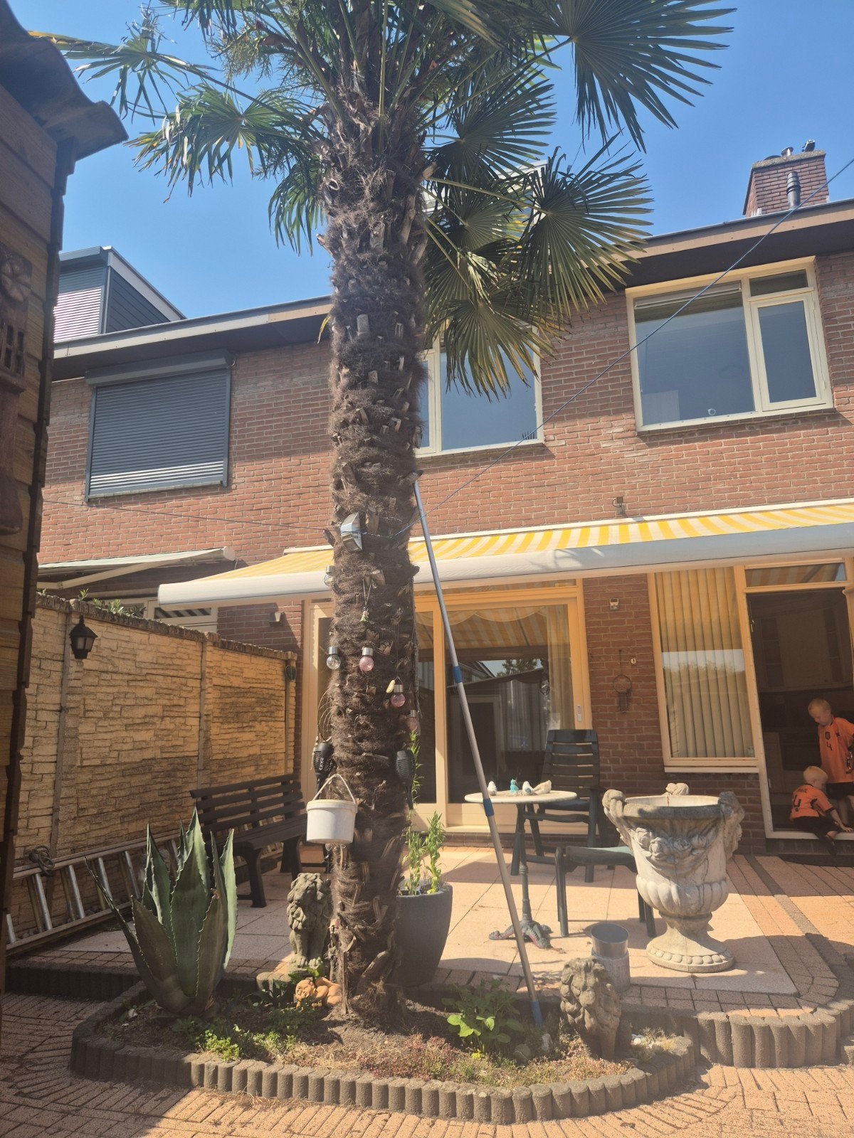 Grote palmboom, Ophalen, Overige soorten, Volle zon