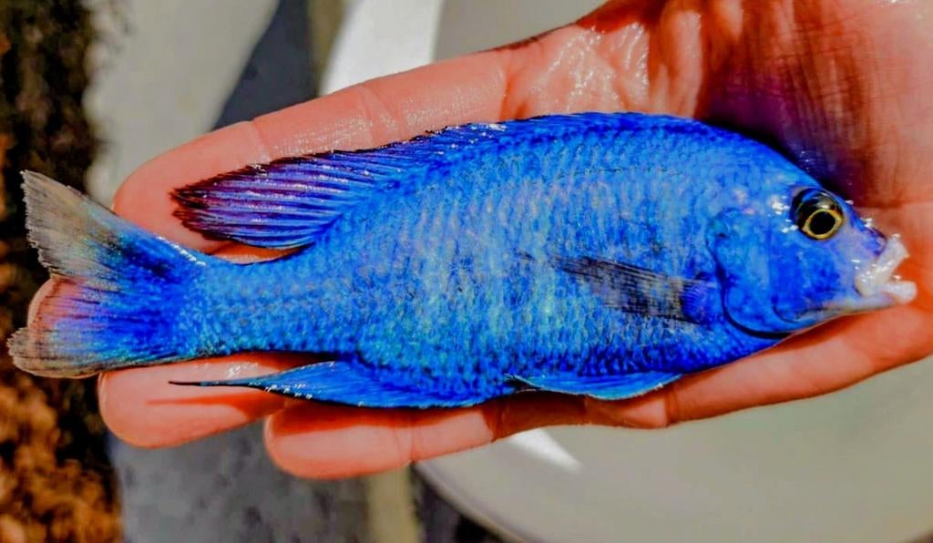 Placidochromis Penochilus Malawi Exclusief!!!, Vis