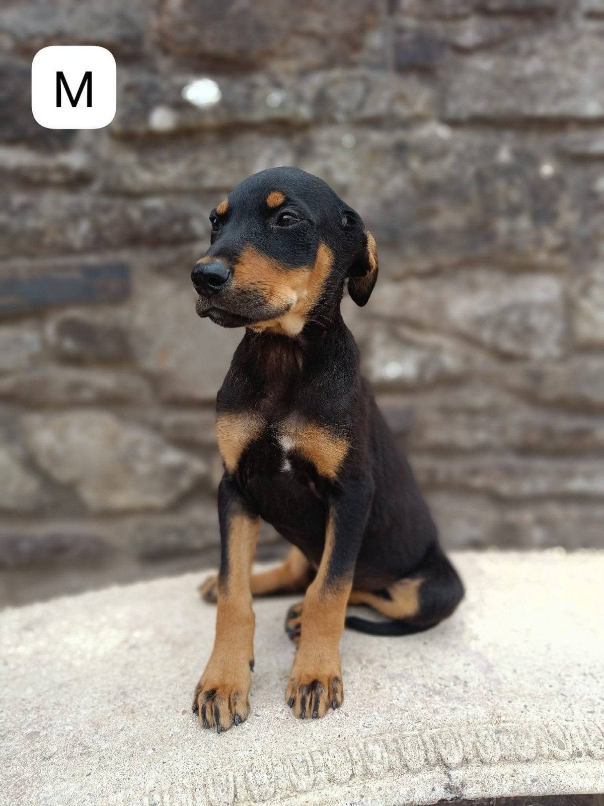 Huntaway x Kelpie pups, Standaard, Particulier, Rabiës (hondsdolheid), 8 tot 15 weken