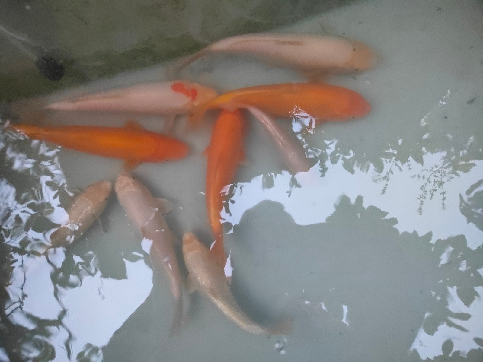 koi karpertjes, Dieren en Toebehoren, Vissen | Vijvervissen, Karper of Koi
