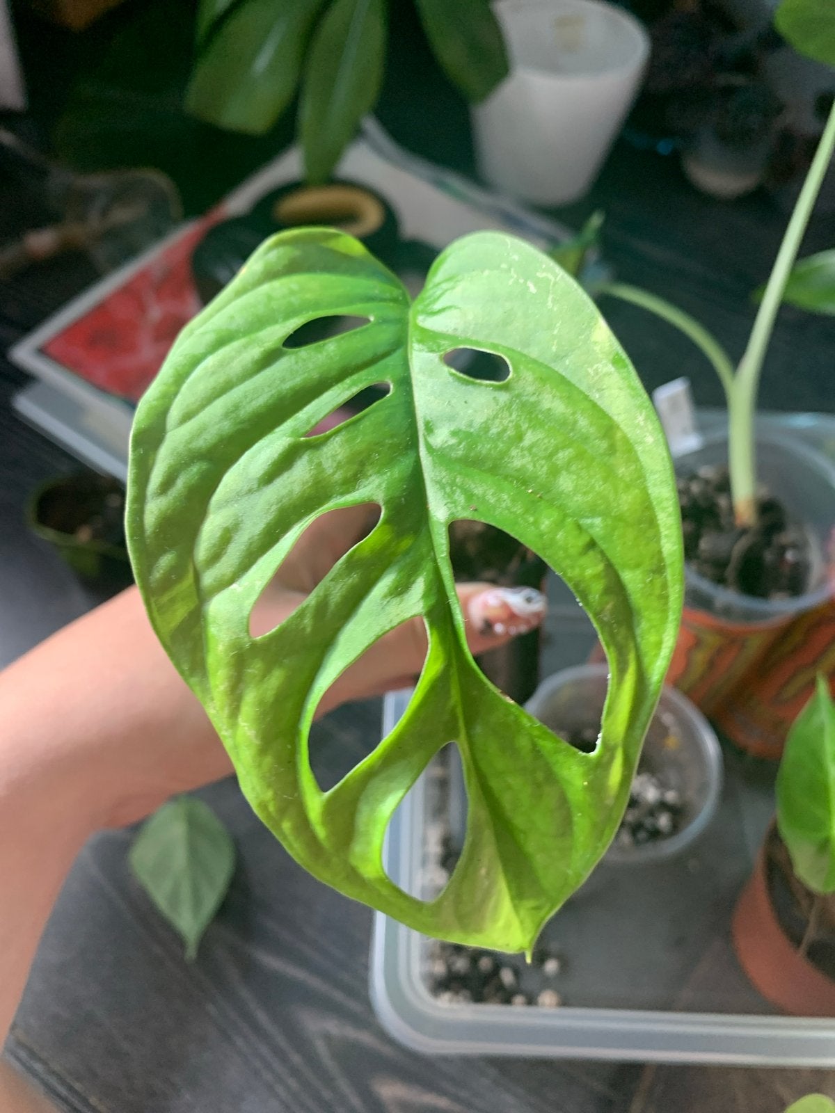 Monstera Adansonii (Monkey Mask) stekje, Ophalen