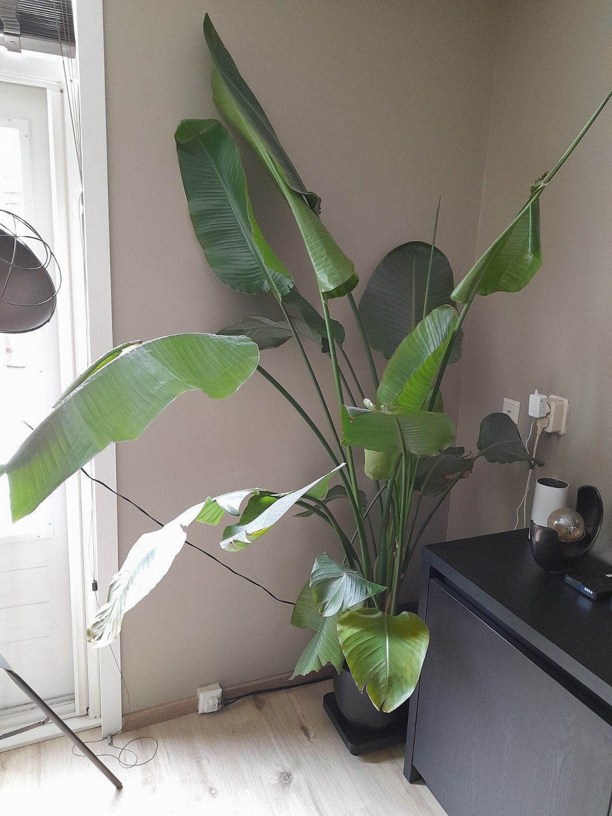 Grote Strelitzia Nicolai - Paradijsvogelplant, Ophalen, 200 cm of meer, Overige soorten, In pot