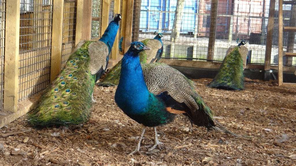 Blauwe pauwen | Deskundig advies, Meerdere dieren, Overige soorten