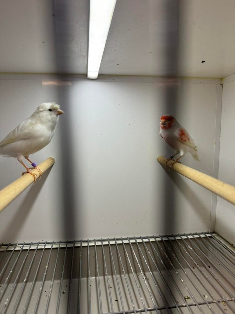 Rood mozaiek koppel, Meerdere dieren, Kleurkanarie