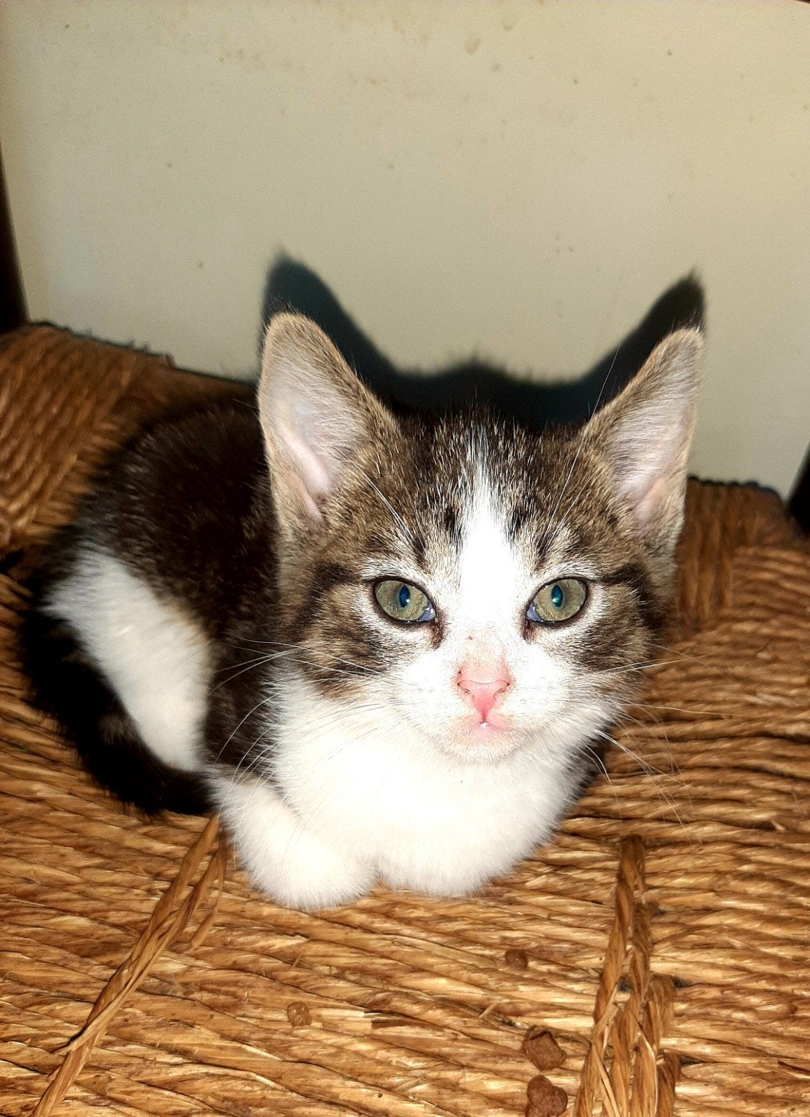 Prachtig katertje.  Dik 8 weken, Kater