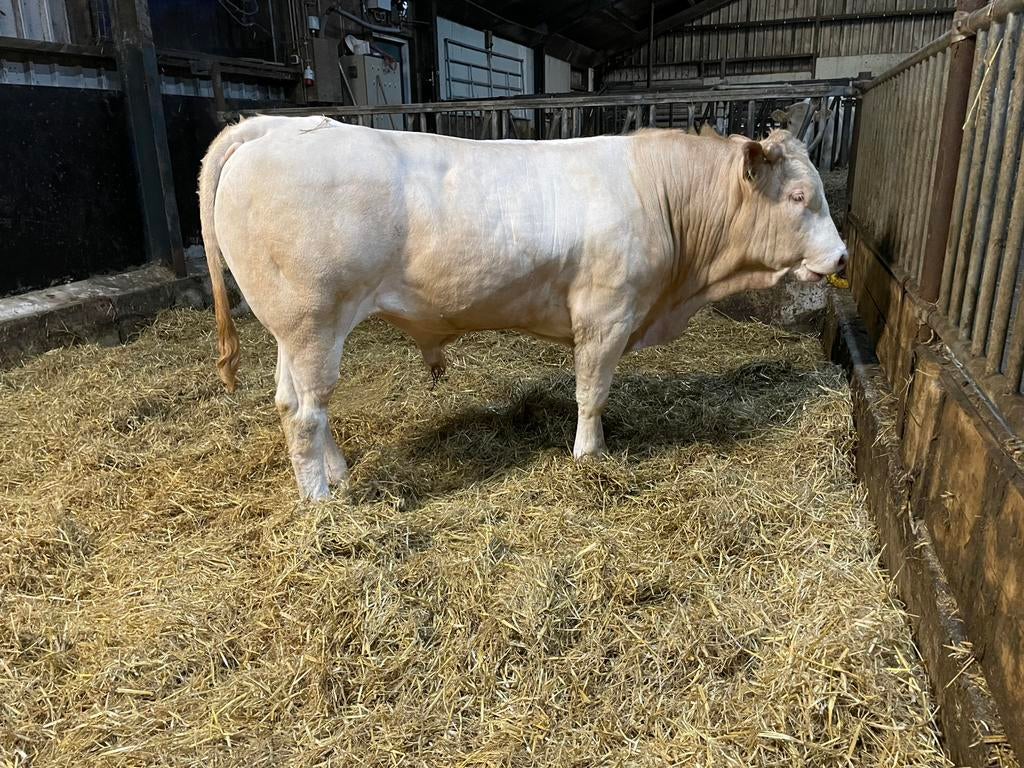 Blonde  d’ aquitaine stieren, Dieren en Toebehoren, Runderen, Meerdere dieren, 0 tot 2 jaar