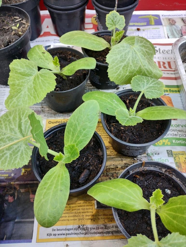 Tomaat Courgette koolrabi spruitjes broccoli bloemkool, Ophalen, Eenjarig, Groenteplanten, Volle zon