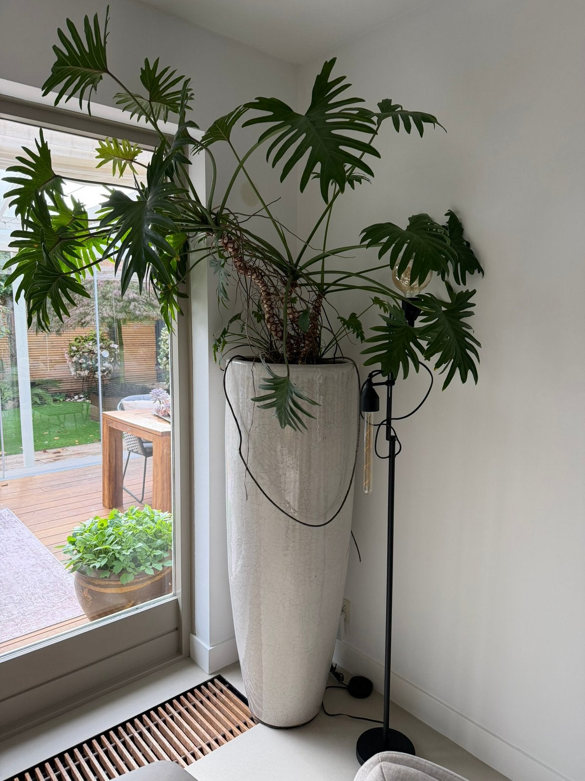 2 x Philodendron 'Xantal (zonder sierpot), Ophalen, Halfschaduw, Minder dan 100 cm