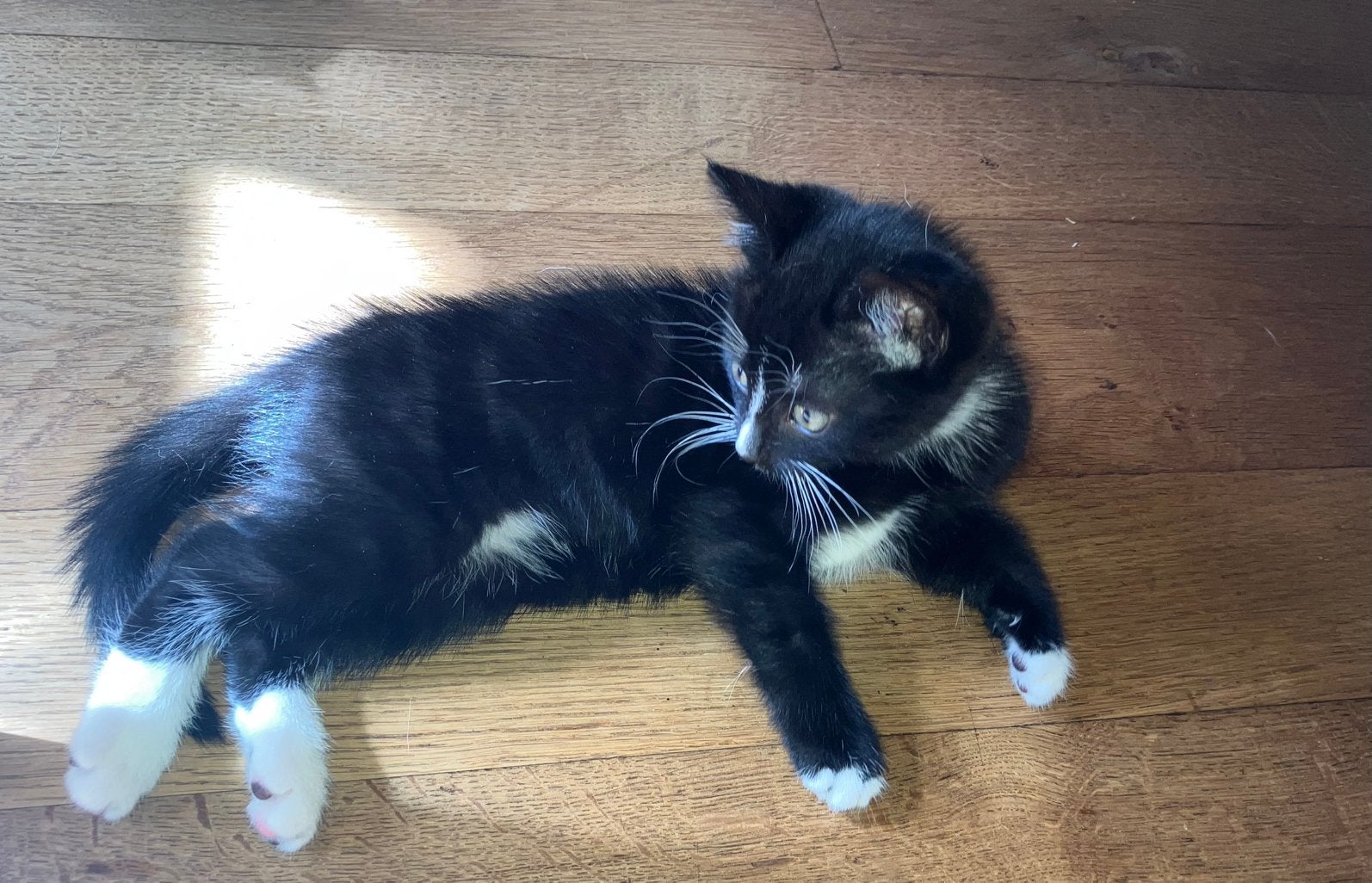 Jonge poesjes , kittens, Poes, Kortharig, 0 tot 2 jaar