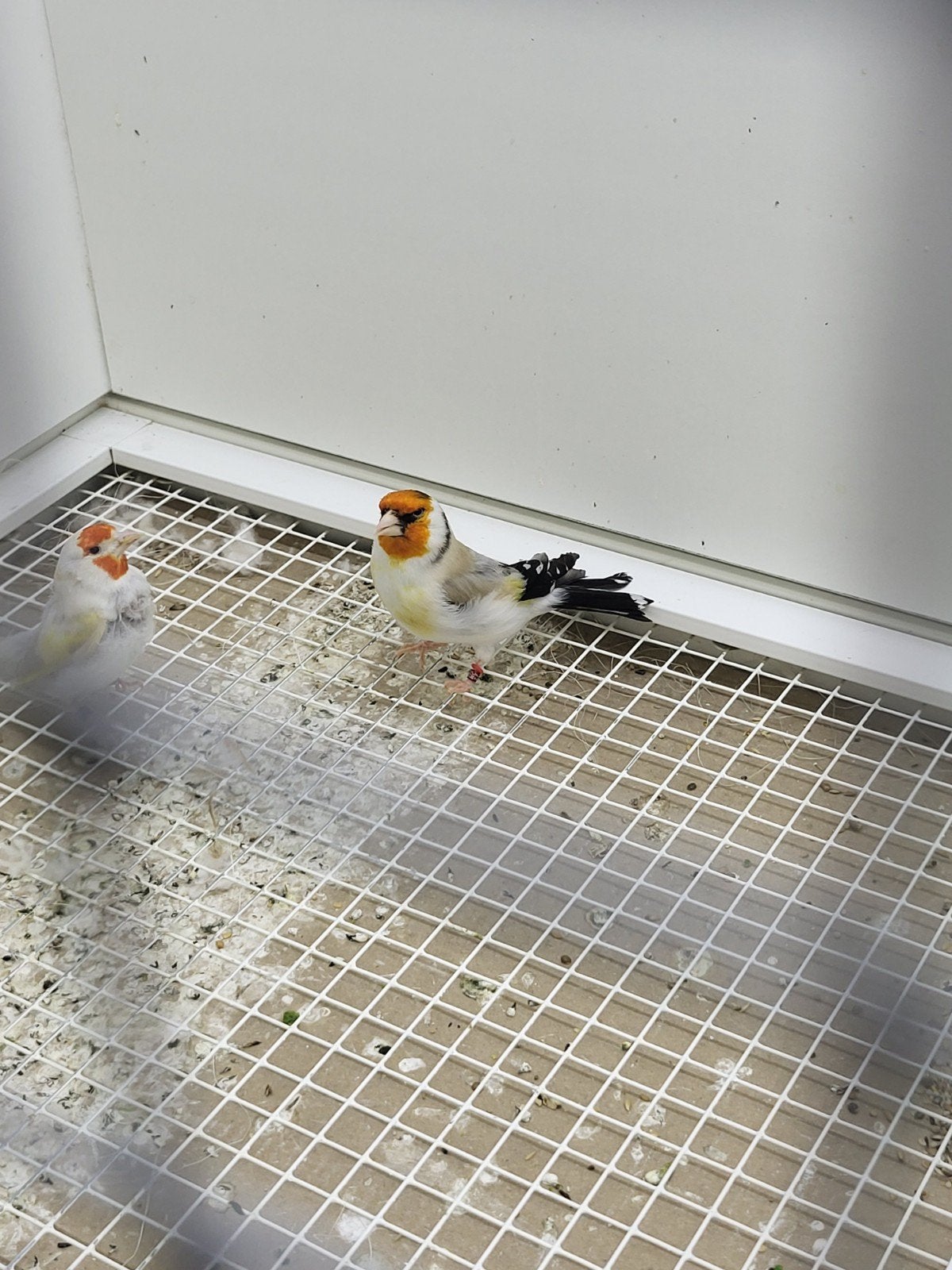 Majoor putter man, Mannelijk, Wildzangvogel