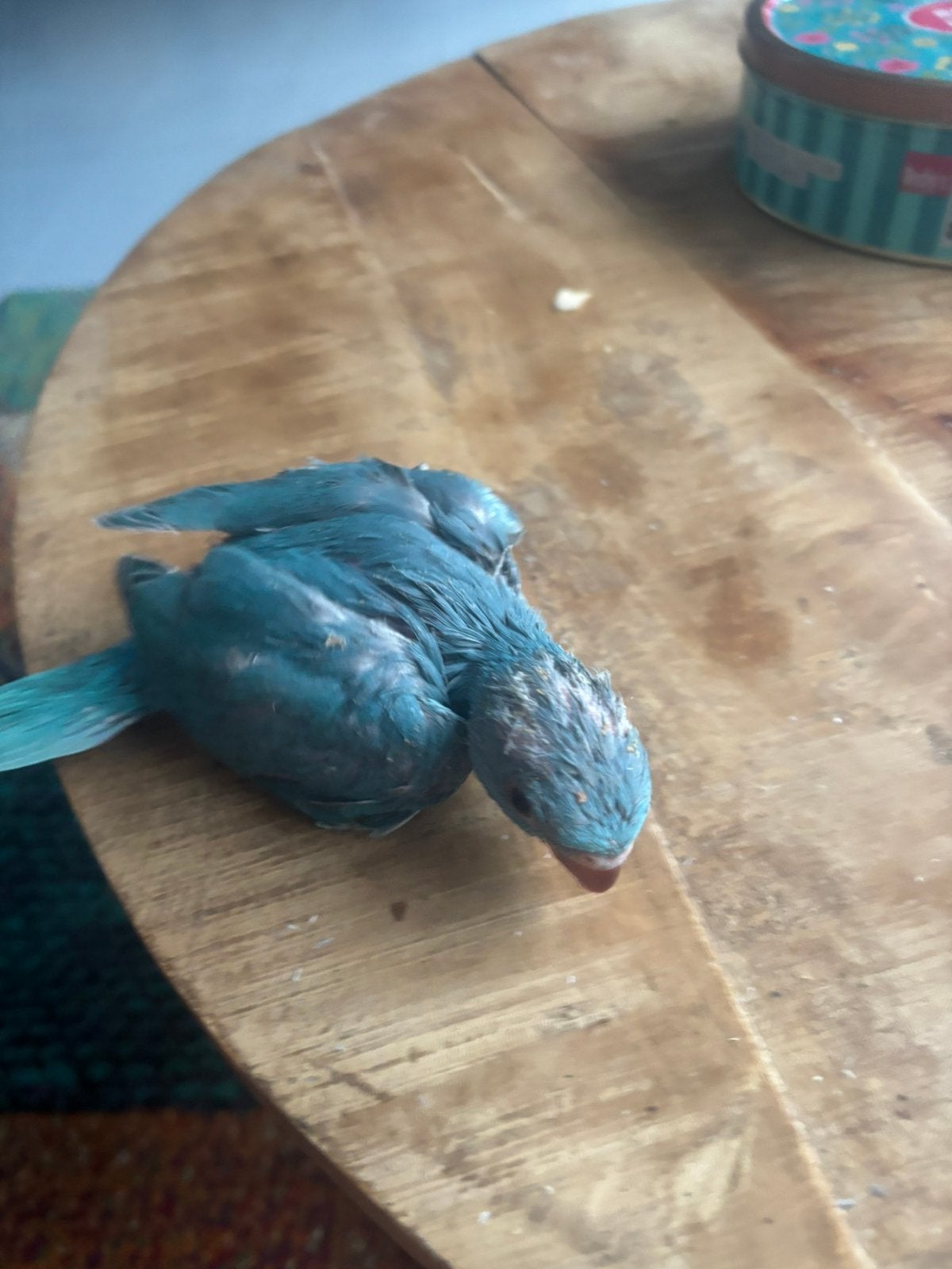 halsbandparkiet, Dieren en Toebehoren, Ophalen of Verzenden, Hout, Vogelkooi