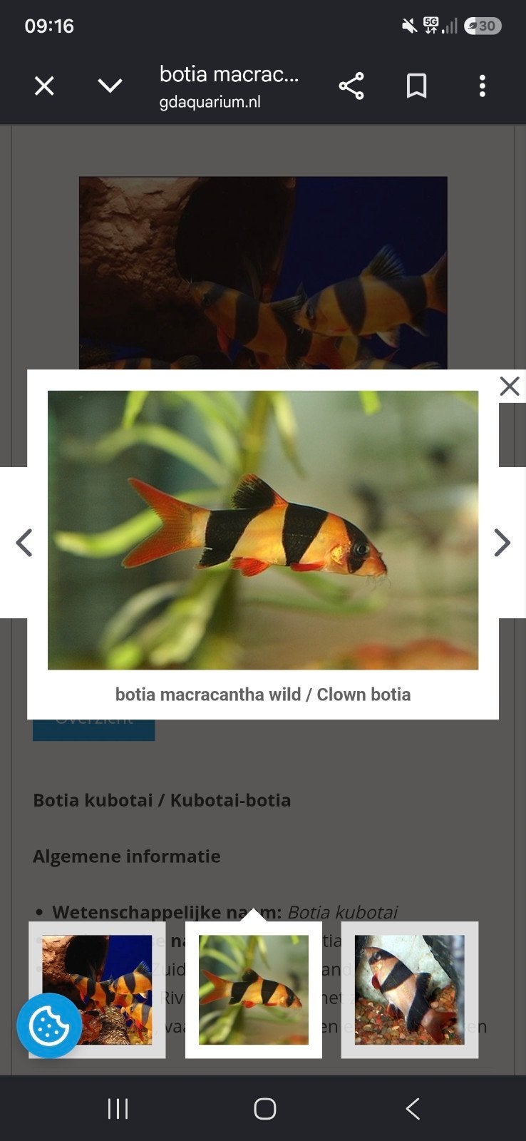 3 tropische vissen