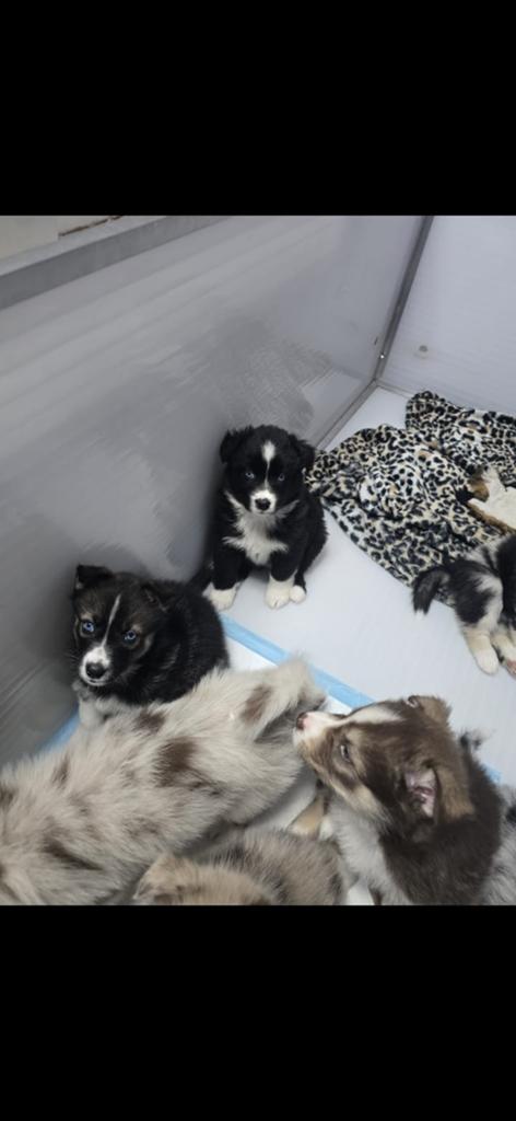 Australian sherperd x husky pups, Dieren en Toebehoren, Parvo, Overige rassen, 8 tot 15 weken, Meerdere